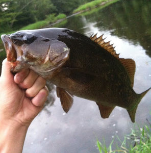 Meet your Posher, Robert